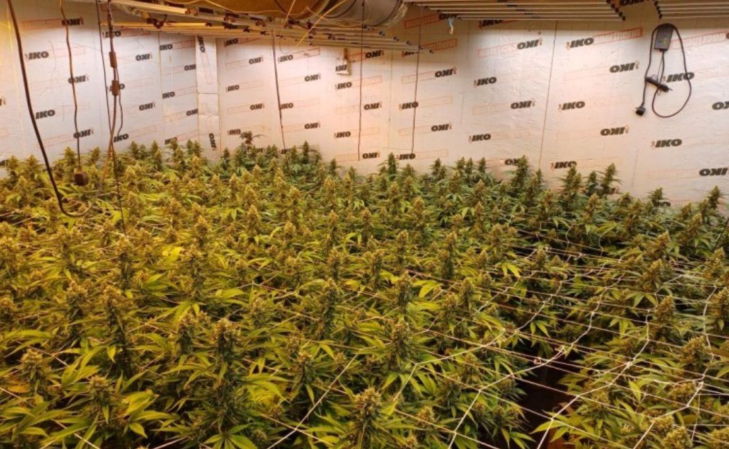 ashfield-cannabis-grow.jpg