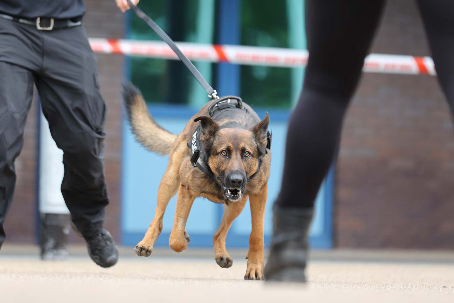 Police dog controlling a crowd.