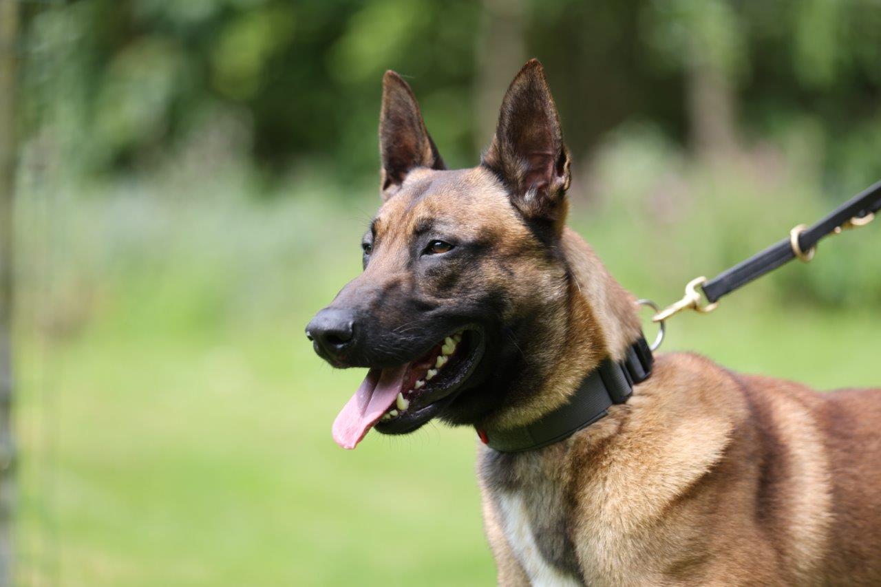 Police Dog Russo