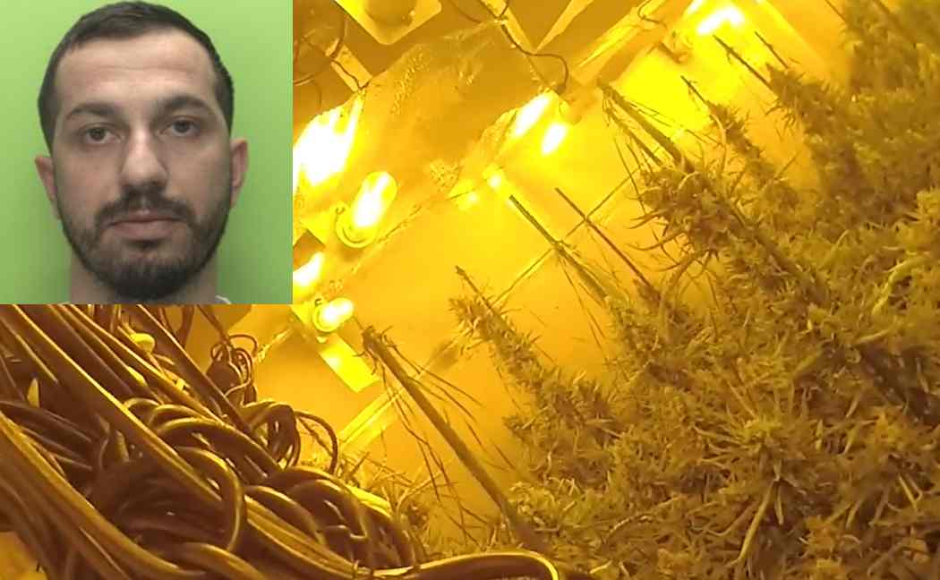 Albjon Proi's mugshot, next to an image of the cannabis grow