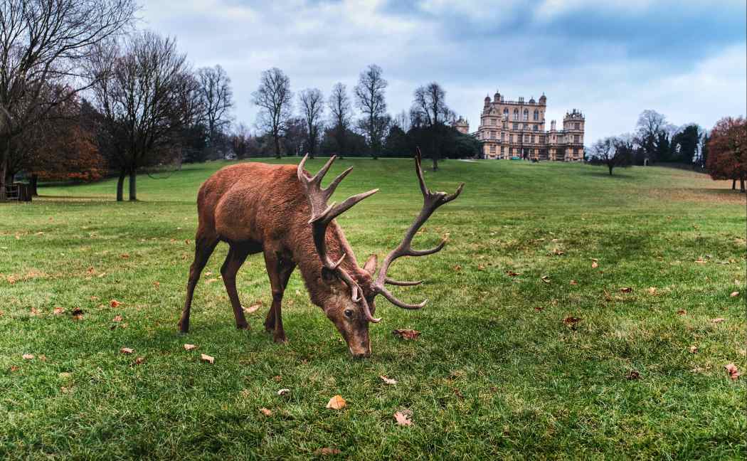 Deer at Woolaton Hall