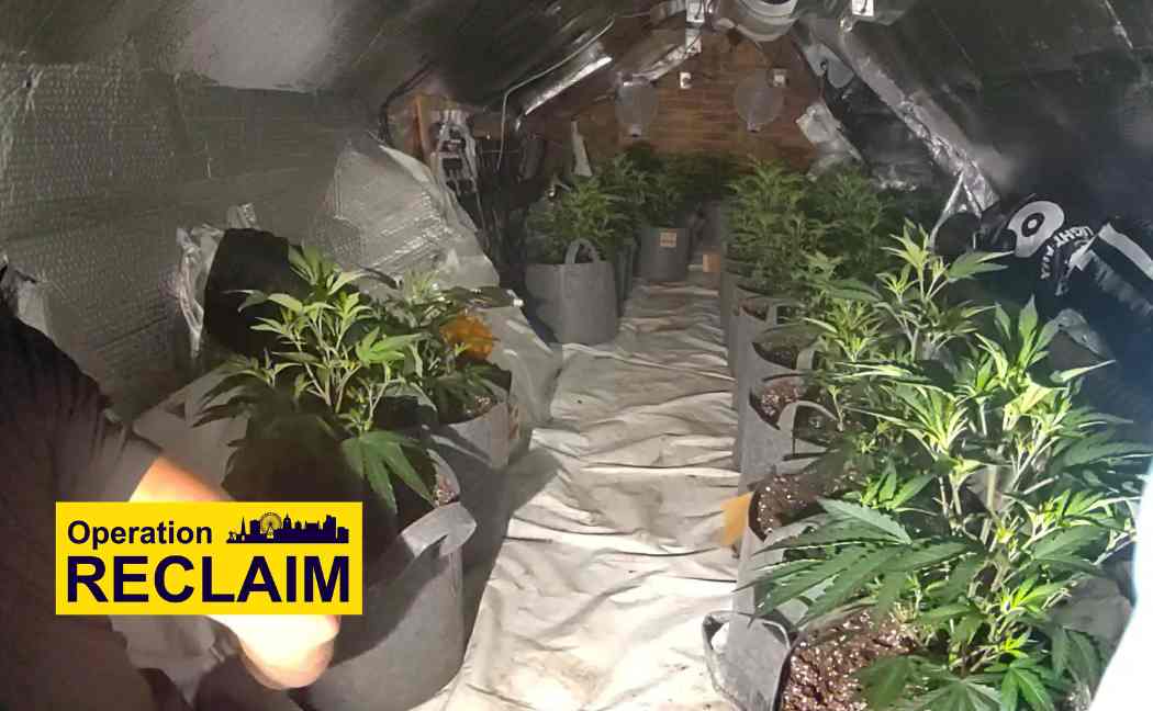 A loft space full of cannabis is dismantled