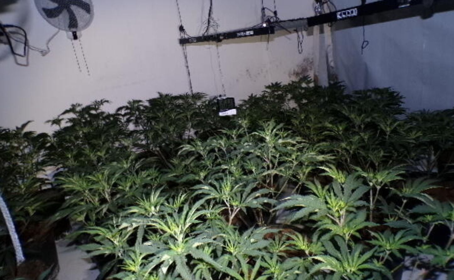 Inside the property were more than 500 cannabis plants