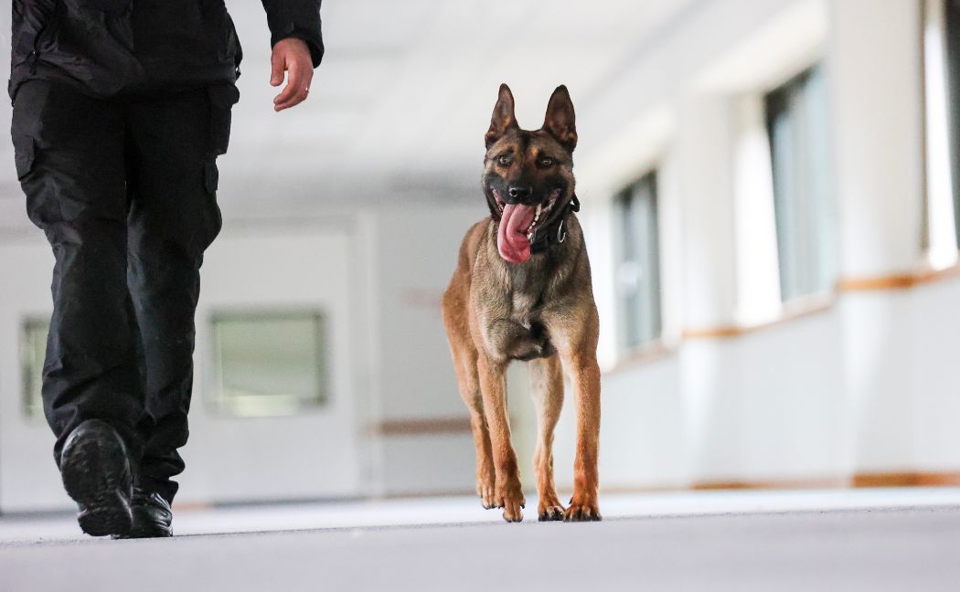 PD Kylo