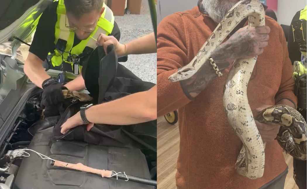 A snake is pulled out from a car engine before being held up for the camera