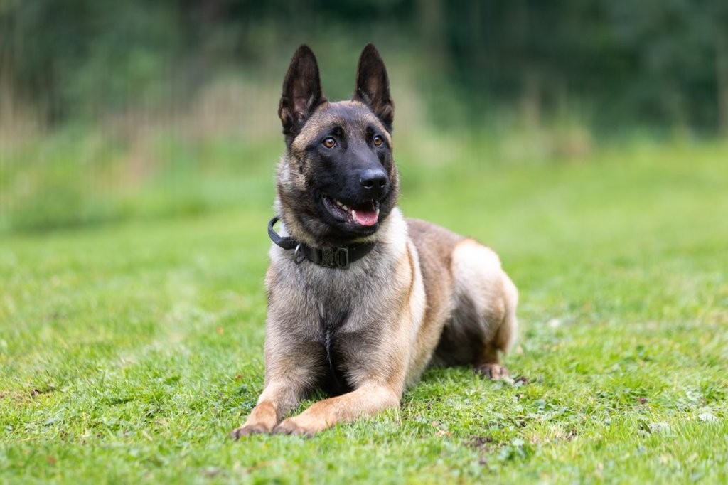 PD Santo