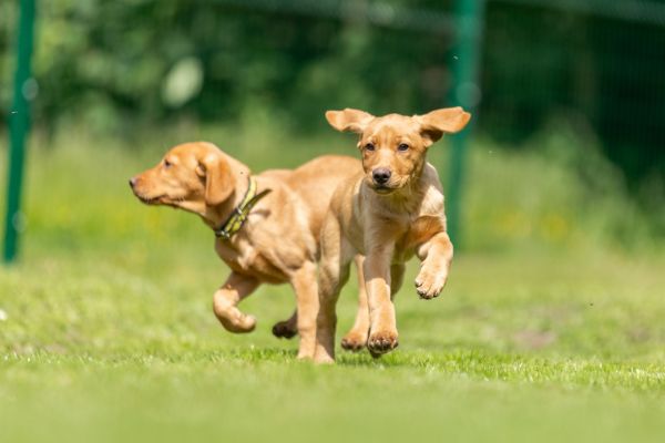 New Search Puppies